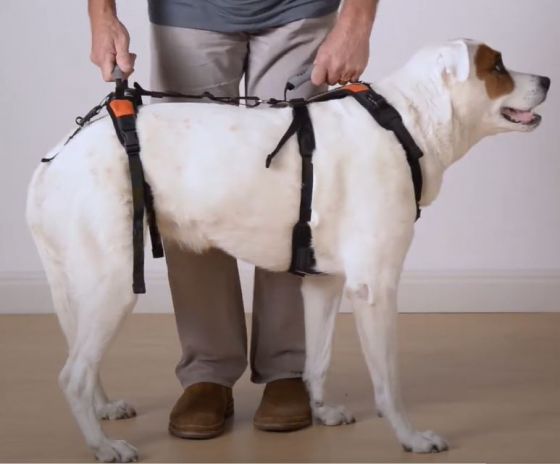 unique design lifts the dog’s mass from below