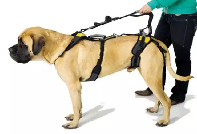 Walking Leash Features